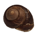 Schneckenhaus für Schneckenbarsche