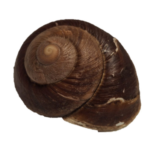 Schneckenhaus für Schneckenbarsche