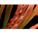 Cryptocoryne spiralis 'Red'