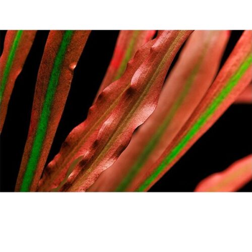 Cryptocoryne spiralis 'Red'