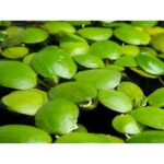 Limnobium laevigatum Südamerikanischer Froschbiss
