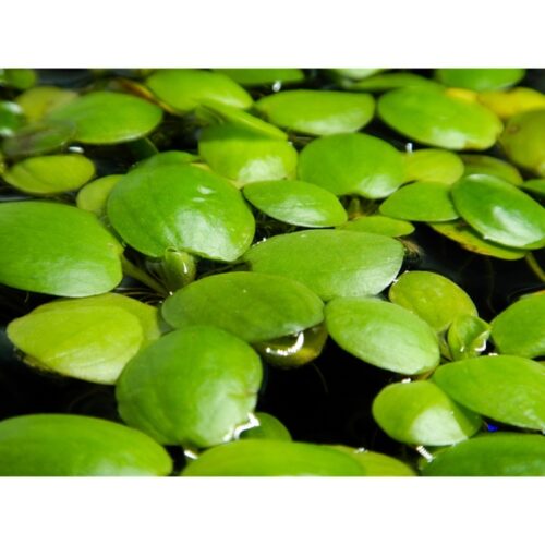 Limnobium laevigatum Südamerikanischer Froschbiss
