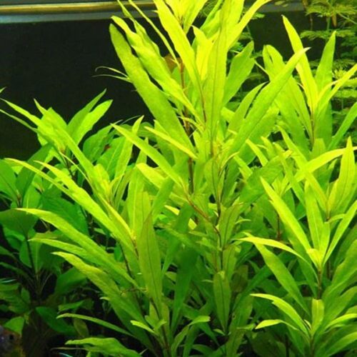 Hygrophila corymbosa 'Siamensis 53B'