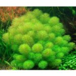 Limnophila aquatica Wasser-Sumpffreund