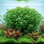 Ludwigia palustris 'Green'