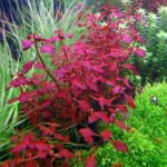 Ludwigia palustris 'Super Red'