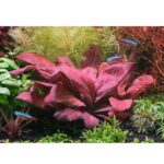 Lysimachia parvifolia ‘Red’