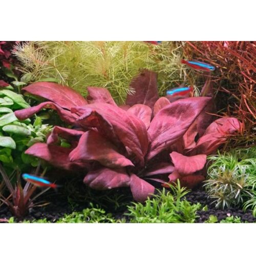 Lysimachia parvifolia ‘Red’