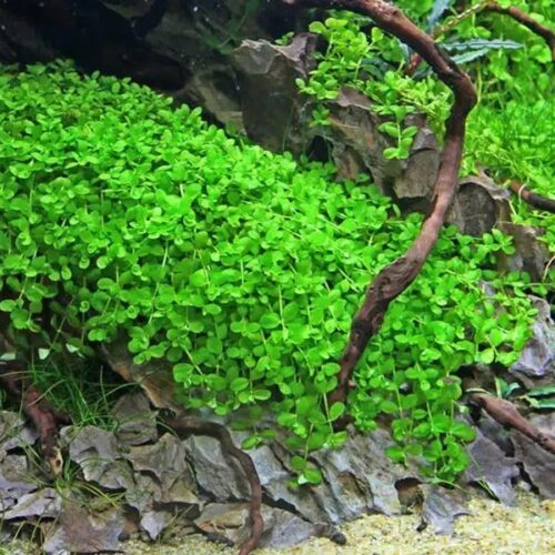 Micranthemum tweediei 'Monte Carlo'