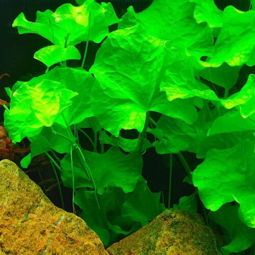 Nymphoides hydrophylla 'Taiwan'