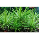 Pogostemon helferi / Kleiner Wasserstern