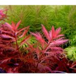 Proserpinaca palustris 'Cuba'