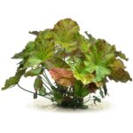 Grüner Tigerlotus: Nymphaea lotus 'Grün'