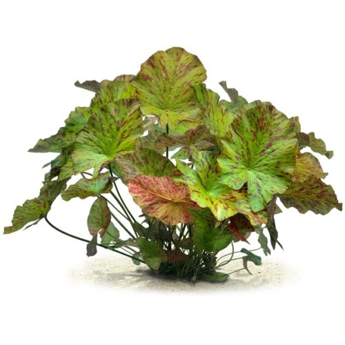 Grüner Tigerlotus: Nymphaea lotus 'Grün'