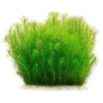 Pogostemon deccanensis