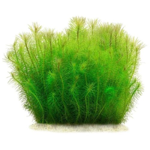 Pogostemon deccanensis