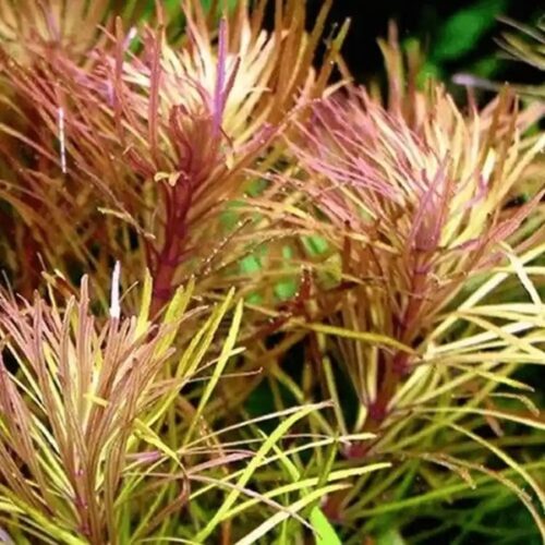 Pogostemon stellatus / Sternpflanze