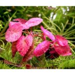 Roter Tigerlotus: Nymphaea lotus 'Rot'