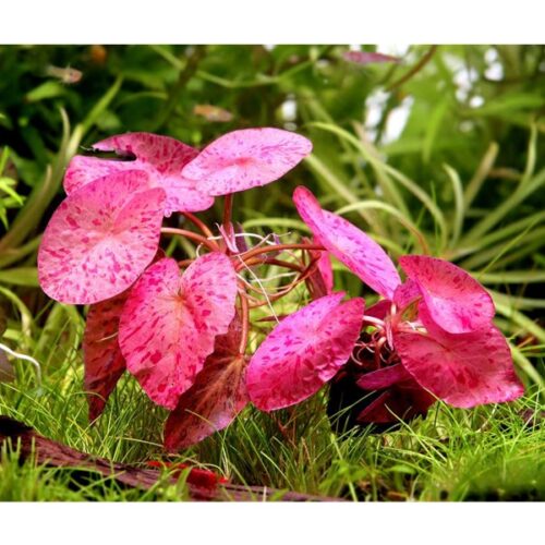 Roter Tigerlotus: Nymphaea lotus 'Rot'