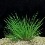 Acorus gramineus ‚Pusillus‘ / Zwergkalmus