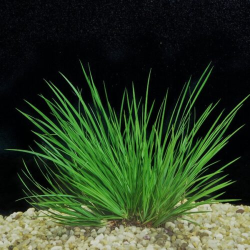 Acorus gramineus 'Pusillus' / Zwergkalmus