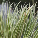 Acorus gramineus ‚Variegatus‘ / Gestreifter Graskalmus