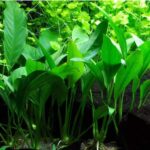 Anubias barteri var. angustifolia / Schmalblättriges Speerblatt