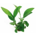 Anubias congensis / Kongo-Speerblatt