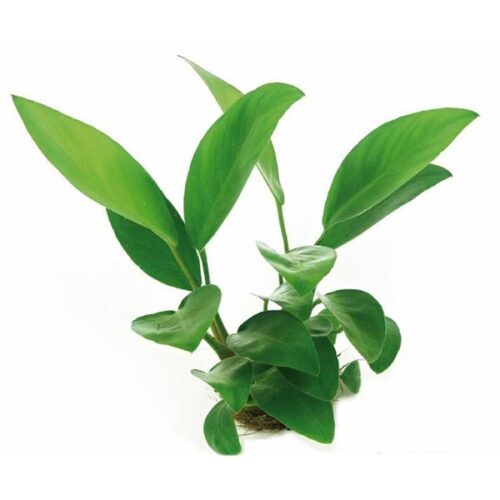 Anubias congensis / Kongo-Speerblatt