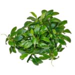 Anubias barteri var. nana ‚Pangolino‘ / Pangolin-Speerblatt