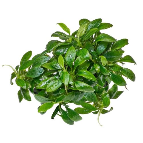 Anubias barteri var. nana 'Pangolino' / Pangolin-Speerblatt