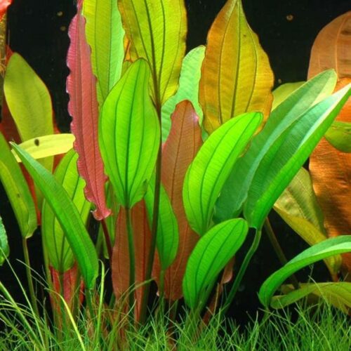 Echinodorus Goldfinger