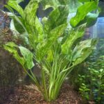 Echinodorus cordifolius „Marble Queen“ / Weissgefleckter Froschlöffel