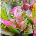 Echinodorus Paul Kloecker