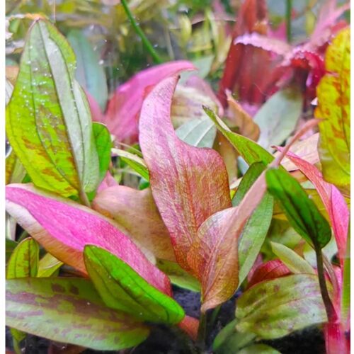 Echinodorus Paul Kloecker