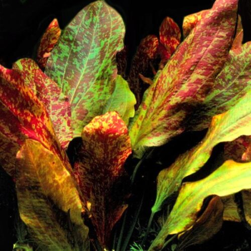 Echinodorus 'Red Flame'