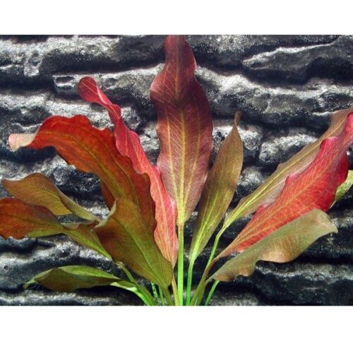 Echinodorus ipica (Kopie)