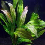 Echinodorus ‚Tanzende Feuerfeder‘