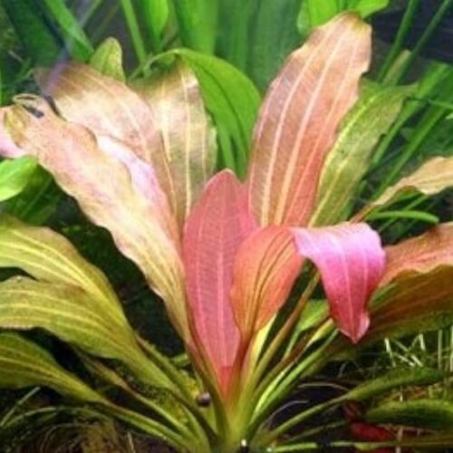 Echinodorus Rosé / Rosé-Schwertpflanze