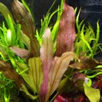 Echinodorus Spidernet