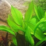 Echinodorus subalatus / Geflügelte Schwertpflanze