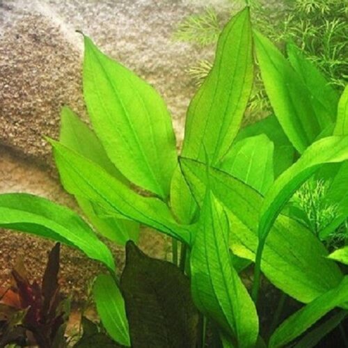 Echinodorus subalatus / Geflügelte Schwertpflanze