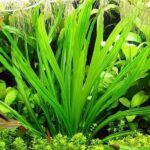 Echinodorus uruguayensis / Uruguay-Schwertpflanze