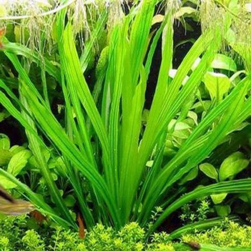 Echinodorus uruguayensis / Uruguay-Schwertpflanze