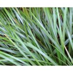 Acorus gramineus / Graskalmus