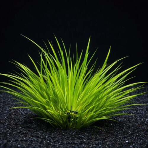 Acorus gramineus 'Pusillus Gold' / Goldener Zwergkalmus