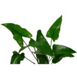 Anubias gracilis / Efeublättriges Speerblatt