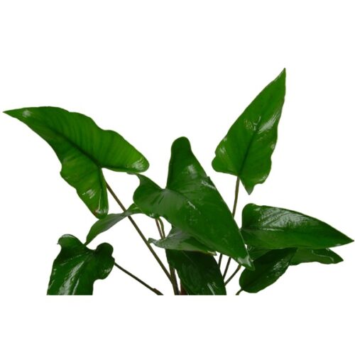 Anubias gracilis / Efeublättriges Speerblatt