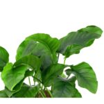 Anubias barteri var. barteri / Breitblättriges Speerblatt