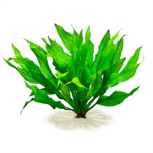 Echinodorus grisebachii 'Bleherae' / Grosse Amazonas-Schwertpflanze